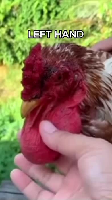 2a0f1a5ff791624e7f6f3849576eda1d180006b4b2e80630f0b4ff227b3396d8 thumbnail