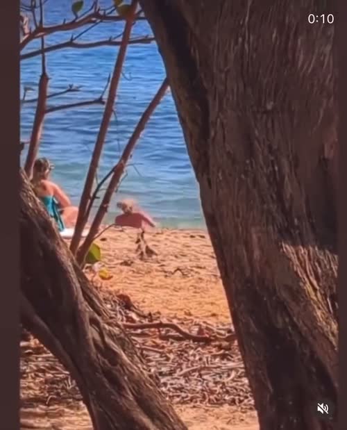 258101610117947337952641068825058250453 thumbnail