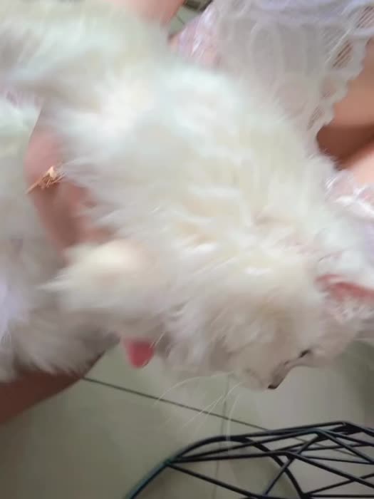 2378b10123e9d6c9ce302035897f00cab4d669d17e288f71076e97a084f26702 thumbnail