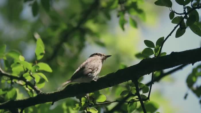 42d6d60561fa531806c6ccfb7645b5409c2ce17af9997c1d55440aa7f0b0b3af thumbnail