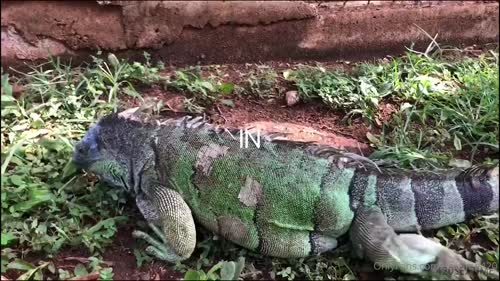 304840080725902793675505780181185585688 thumbnail